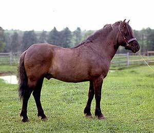 KONIK POLNEZ